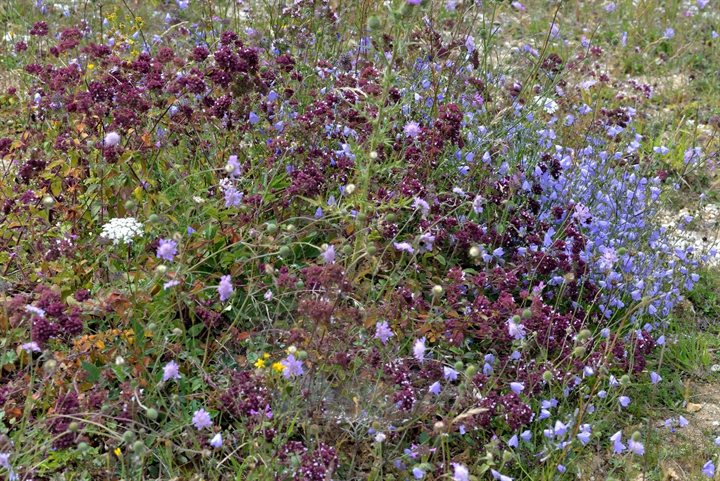 Grasland vol met bloemen en planten voor insecten