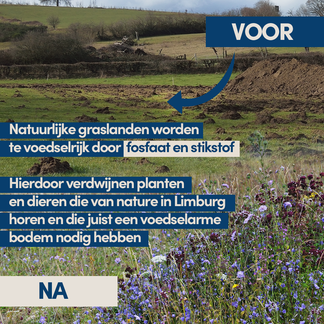 Natuurlijke graslanden worden te voedselrijk door fosfaat en stikstof. Hierdoor verdwijnen planten en dieren die van nature in Limburg horen en die juist een voedselarme bodem nodig hebben.