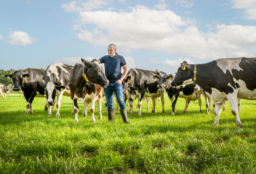 Boer met koeien